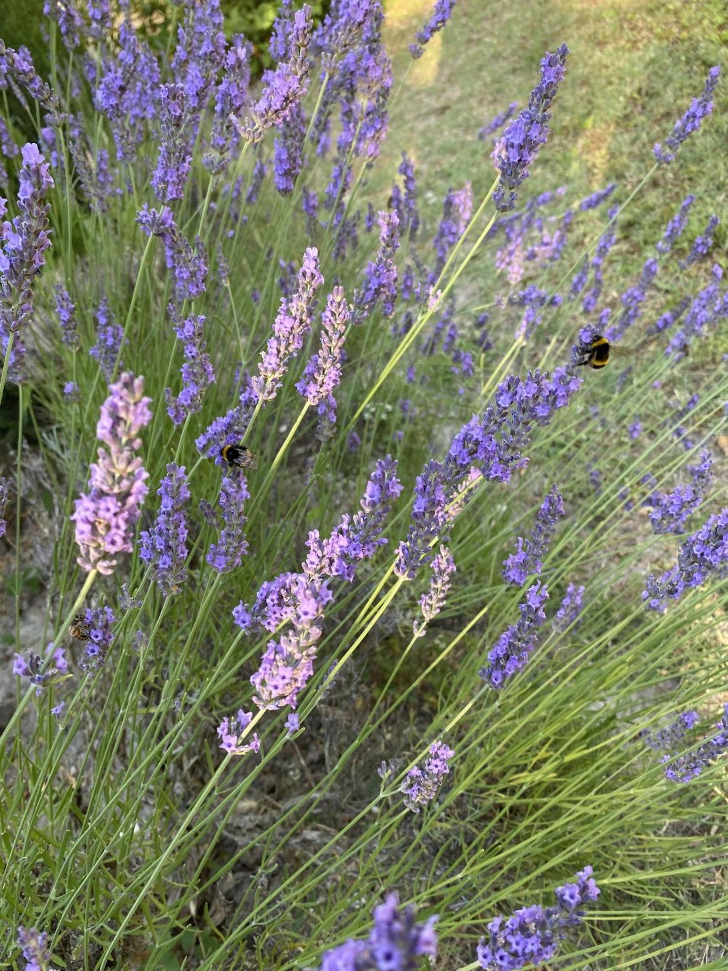 Mas La Pauline Gites De Charme & Roulotte Saint-Rémy-de-Provence Exteriér fotografie
